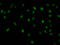 Histone Cluster 1 H1 Family Member E antibody, LS-C670360, Lifespan Biosciences, Immunofluorescence image 