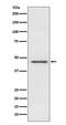 Pyruvate Dehydrogenase E1 Alpha 1 Subunit antibody, M01906, Boster Biological Technology, Western Blot image 