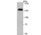 Carbamoyl-Phosphate Synthase 1 antibody, A01320-1, Boster Biological Technology, Western Blot image 