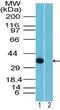 Rhox-10 antibody, PA5-23135, Invitrogen Antibodies, Western Blot image 