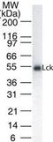 LCK Proto-Oncogene, Src Family Tyrosine Kinase antibody, MA1-41203, Invitrogen Antibodies, Western Blot image 