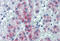 Cellular Repressor Of E1A Stimulated Genes 1 antibody, MBS246008, MyBioSource, Immunohistochemistry frozen image 
