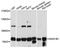 ER mannosidase 1 antibody, LS-C748810, Lifespan Biosciences, Western Blot image 