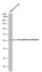 Monoamine Oxidase A antibody, GTX101289, GeneTex, Western Blot image 