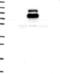 Transmembrane Protein 232 antibody, NBP2-14682, Novus Biologicals, Western Blot image 