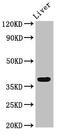 SRBC antibody, CSB-PA11079A0Rb, Cusabio, Western Blot image 