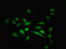Zinc Finger Protein 133 antibody, CSB-PA026532LA01HU, Cusabio, Immunofluorescence image 