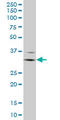 CD16 antibody, LS-C197205, Lifespan Biosciences, Western Blot image 