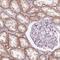 Large neutral amino acids transporter small subunit 2 antibody, NBP2-49319, Novus Biologicals, Immunohistochemistry frozen image 