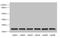 GTP-binding protein SAR1a antibody, LS-C676450, Lifespan Biosciences, Western Blot image 