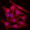 Cyclin Dependent Kinase 4 antibody, AF5254, R&D Systems, Immunofluorescence image 