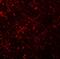 Membrane Spanning 4-Domains A6A antibody, A09251, Boster Biological Technology, Immunofluorescence image 