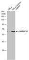 SWI/SNF Related, Matrix Associated, Actin Dependent Regulator Of Chromatin, Subfamily D, Member 1 antibody, NBP2-20417, Novus Biologicals, Western Blot image 