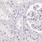 N-terminal EF-hand calcium-binding protein 2 antibody, NBP1-84002, Novus Biologicals, Immunohistochemistry paraffin image 