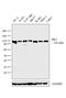 Hexokinase 1 antibody, MA5-14789, Invitrogen Antibodies, Western Blot image 