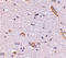 Syntaphilin antibody, LS-C53314, Lifespan Biosciences, Immunohistochemistry paraffin image 