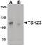 Teashirt Zinc Finger Homeobox 3 antibody, PA5-34344, Invitrogen Antibodies, Western Blot image 