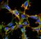 Citrulline antibody, NBP2-59364, Novus Biologicals, Immunofluorescence image 