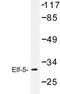 E74 Like ETS Transcription Factor 5 antibody, AP06762PU-N, Origene, Western Blot image 