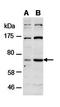Lysine Demethylase 5C antibody, orb66995, Biorbyt, Western Blot image 