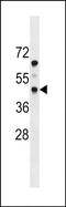 Platelet Derived Growth Factor Receptor Like antibody, PA5-72002, Invitrogen Antibodies, Western Blot image 