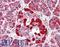 Ubiquitin Like 4A antibody, LS-B15212, Lifespan Biosciences, Immunohistochemistry paraffin image 