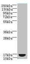 Mitochondrial Ribosomal Protein L51 antibody, MBS7000524, MyBioSource, Western Blot image 