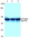 Neutrophil Cytosolic Factor 1 antibody, PA5-36863, Invitrogen Antibodies, Western Blot image 