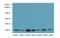 Coatomer Protein Complex Subunit Zeta 1 antibody, LS-C396400, Lifespan Biosciences, Western Blot image 