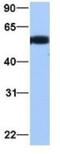 Tubulin alpha-3C/D chain antibody, NBP1-53026, Novus Biologicals, Western Blot image 