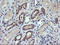 Tripartite Motif Containing 38 antibody, LS-C174585, Lifespan Biosciences, Immunohistochemistry frozen image 