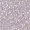 Tafazzin antibody, HPA039557, Atlas Antibodies, Immunohistochemistry paraffin image 