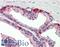 TAO Kinase 3 antibody, LS-B2494, Lifespan Biosciences, Immunohistochemistry frozen image 
