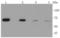 Carnitine Palmitoyltransferase 2 antibody, A02112, Boster Biological Technology, Western Blot image 