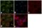 BH3 Interacting Domain Death Agonist antibody, 44-433G, Invitrogen Antibodies, Immunofluorescence image 