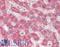 Paraoxonase 1 antibody, LS-B10685, Lifespan Biosciences, Immunohistochemistry frozen image 