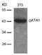 GATA Binding Protein 1 antibody, AP02583PU-S, Origene, Western Blot image 