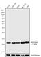 Histone Cluster 4 H4 antibody, 720085, Invitrogen Antibodies, Western Blot image 