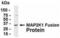 Mitogen-Activated Protein Kinase Kinase 1 antibody, XW-7732, ProSci, Western Blot image 