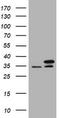 PCNA antibody, TA800897S, Origene, Western Blot image 