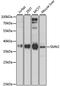 SMN antibody, A12519, ABclonal Technology, Western Blot image 