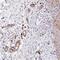 Tenomodulin antibody, PA5-57096, Invitrogen Antibodies, Immunohistochemistry frozen image 