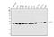 Eukaryotic Translation Initiation Factor 6 antibody, M03581, Boster Biological Technology, Western Blot image 