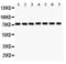 Succinate Dehydrogenase Complex Flavoprotein Subunit A antibody, PB9433, Boster Biological Technology, Western Blot image 