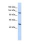 HECT And RLD Domain Containing E3 Ubiquitin Protein Ligase 5 antibody, NBP1-58102, Novus Biologicals, Enzyme Linked Immunosorbent Assay image 