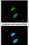 Tripartite Motif Containing 28 antibody, PA5-27649, Invitrogen Antibodies, Immunofluorescence image 