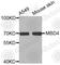 Methyl-CpG-binding protein MBD4 antibody, A2284, ABclonal Technology, Western Blot image 