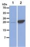 Mitochondrial Ribosomal Protein L58 antibody, NBP2-42633, Novus Biologicals, Western Blot image 