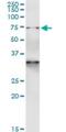 GTP Binding Protein 1 antibody, H00009567-M01, Novus Biologicals, Immunoprecipitation image 