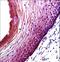 BCL2 Binding Component 3 antibody, LS-C156751, Lifespan Biosciences, Immunohistochemistry frozen image 